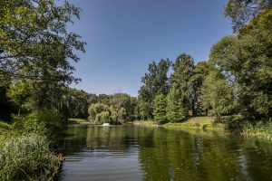 Skwer przy Anielewicza- widok na staw, roślinność wodną i okazy drzew, w oddali fontanna i wierzba.