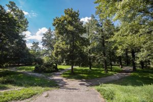 Zieleniec przy ul. Długosza - widok na ścieżkę i aleję drzew.