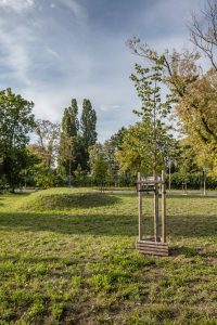 Zieleniec przy ul. Suchej-Dyrekcyjnej - Widok na młody okaz drzewa oraz niewielkie wzniesienie.