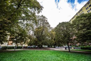 Skwer przy ul. Przestrzennej- widok na zieleniec, na pierwszym planie okazy kasztanowców, w oddali ogrodzony plac zabaw.