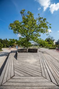 Park gen. Tadeusza Rozwadowskiego- widok na drewnianą ławkę, w środku niej rosnące drzewo.