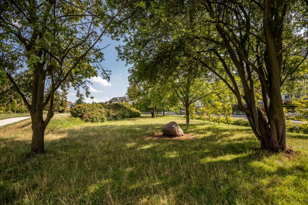 Park gen. Tadeusza Rozwadowskiego- widok na polanę, z przodu dwa okazy drzew, pośrodku kamień, na drugim planie grupa krzewów.