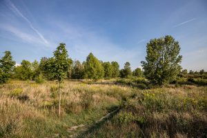 Park Migdałowy- widoczna polana z roślinnością łąkową, na pierwszym planie młode drzewo, w oddali starszy drzewostan.