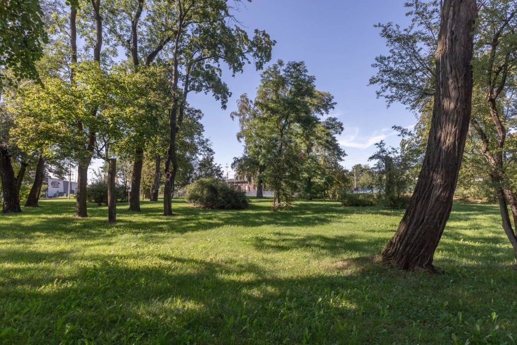 Skwer przy ul. Żernickiej- widok na polanę, dalej widoczne okazy drzew i krzewów.