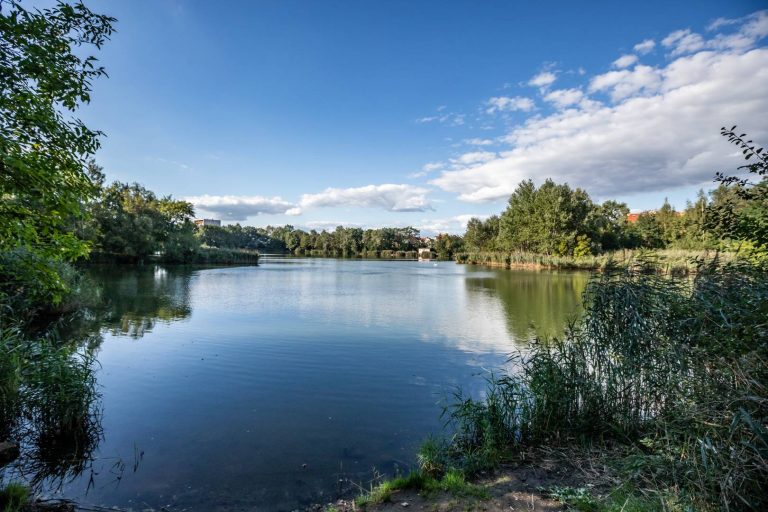 Park przy ul. Głównej-Góreckiej- widok na staw oraz otaczającą go roślinność wodną i drzewiastą.