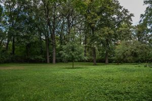 Zieleniec przy ul. Promenady- widok na polanę, pośrodku młode drzewo, za nim grupy innych roślin drzewiastych.