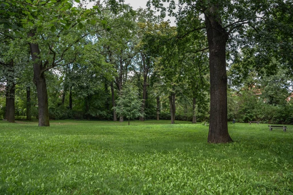 Zieleniec przy ul. Promenady- widok na polanę, pośrodku młode drzewo, za nim grupy innych roślin drzewiastych.