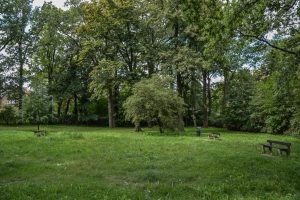 Zieleniec przy ul. Promenady- widok na polanę, dookoła trzy ławki z oparciem, w tle okazy drzew.