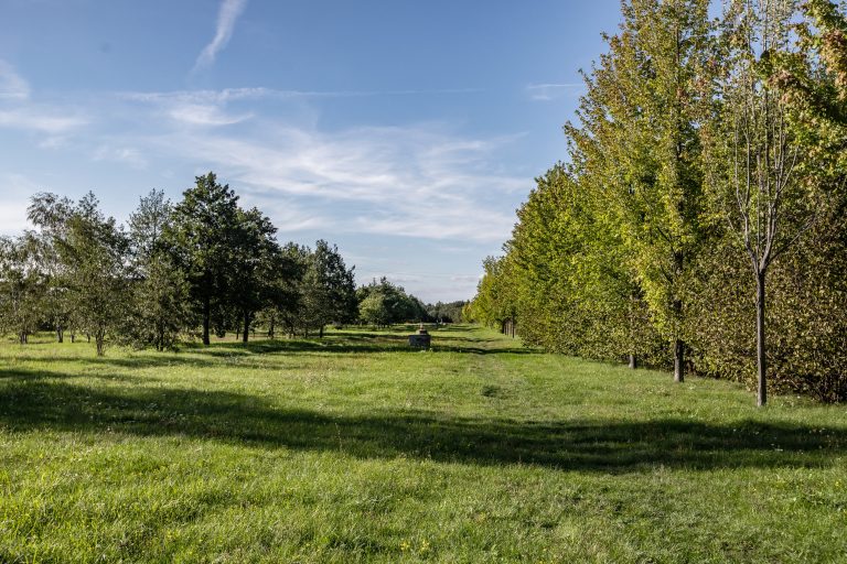 Teren zieleni przy ul. Koziej- widok na polanę, po obu stronach szpalery drzew.
