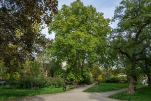 Skwer św. o. Damiana de Veuster - widok na wydzielone place zieleni z roślinnością.