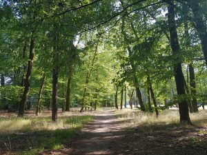 Park Leśny w Praczach Odrzańskich-