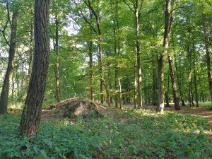 Park Leśny w Praczach Odrzańskich-