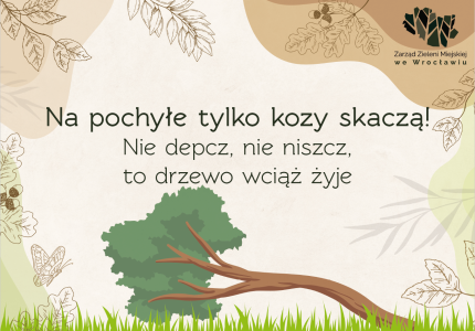 pochyłe drzewo obraz na www