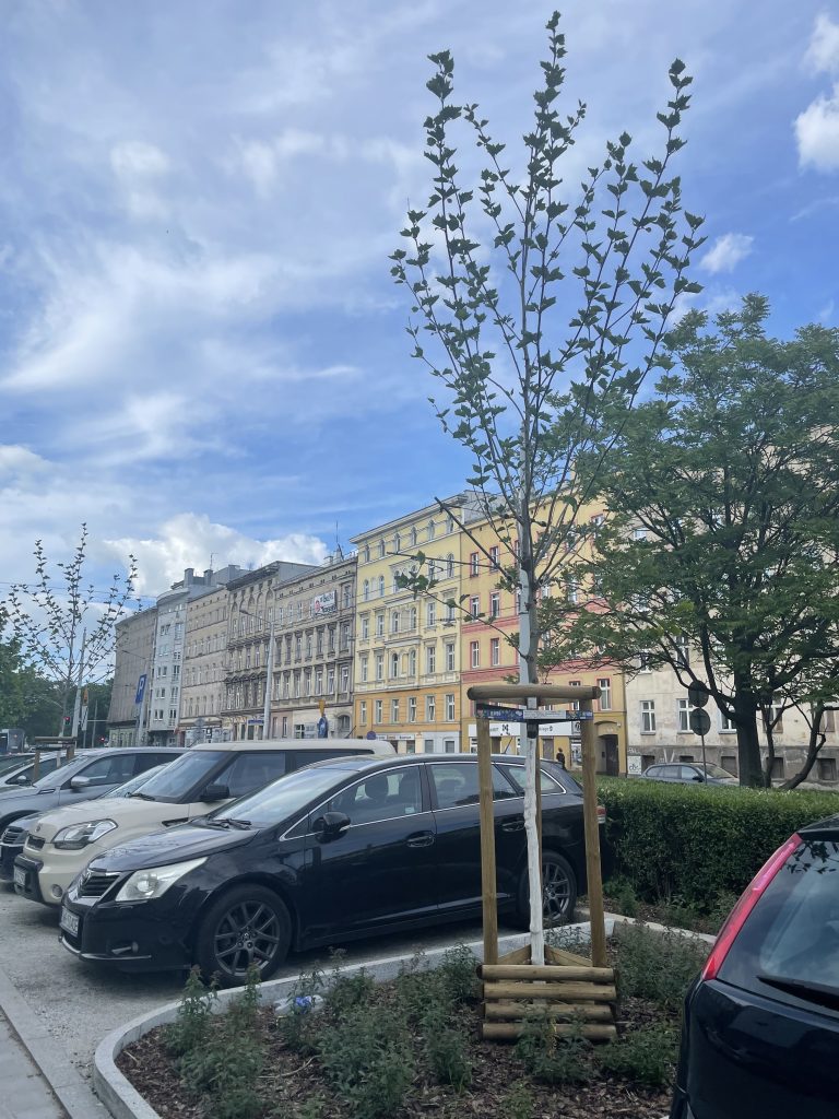 Nowe nasadzenia platanów na ul. Pułaskiego